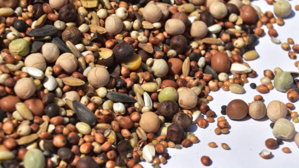 karma-pasza-dla-gołębi