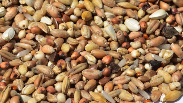 karma_pasza_dla_gołębi